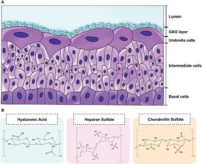 A Semi-Quantitative Assay to Measure Glycosaminoglycan Degradation by the Urinary Microbiota